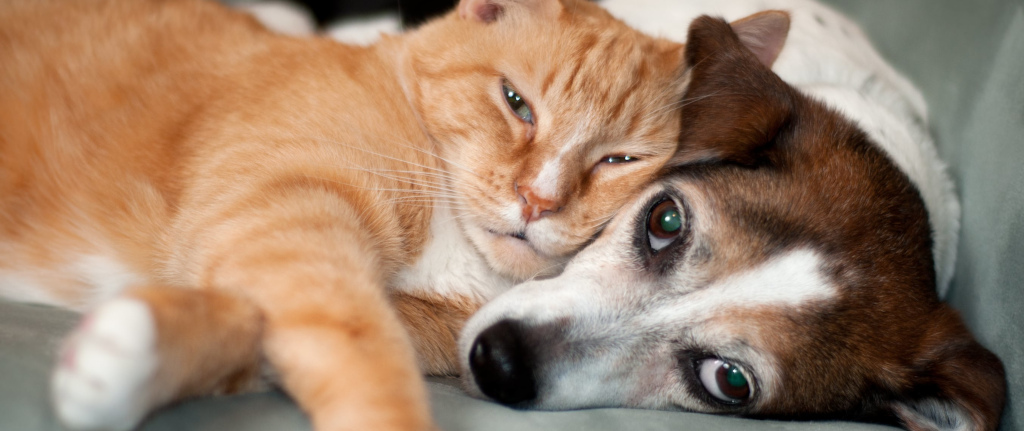 Dog and Cat together