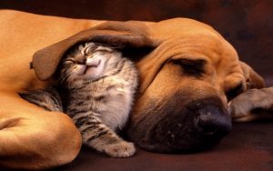 Harvest Hills Animal Shelter