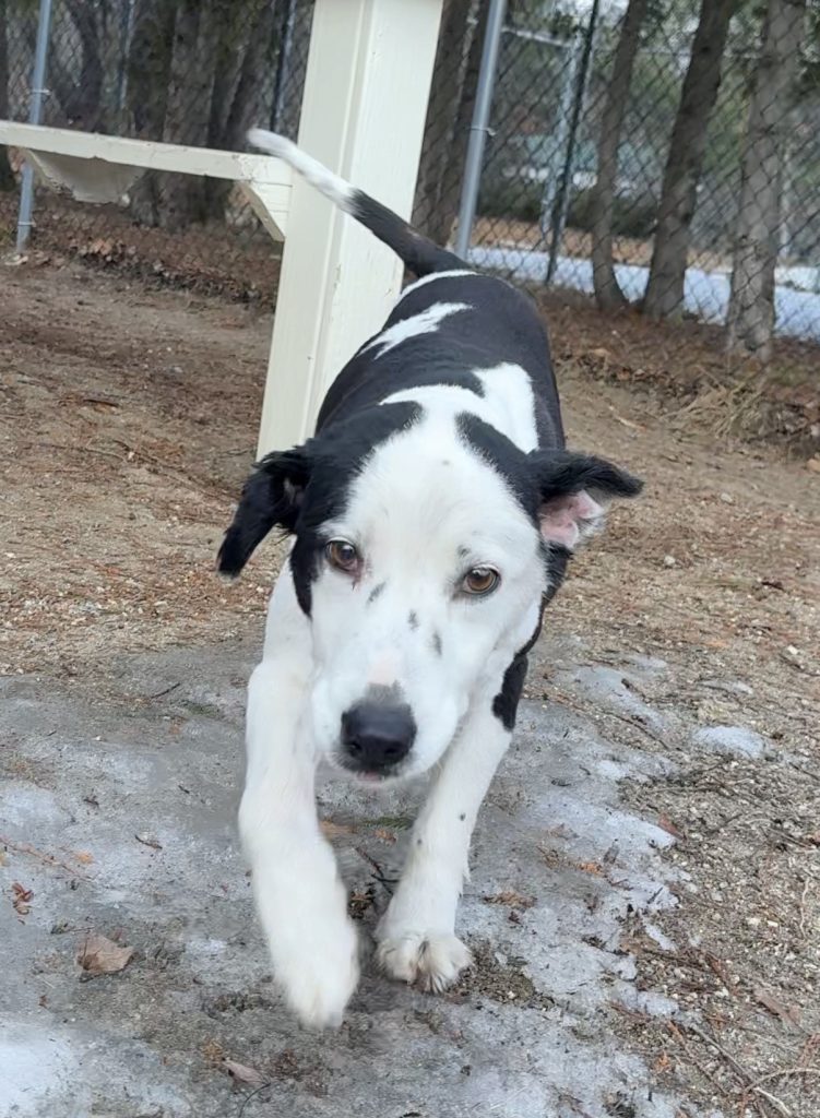 Zoe (pending Adoption)