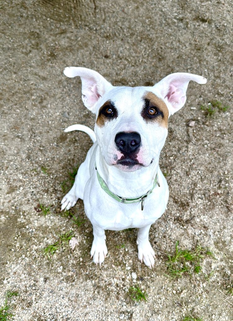 Mixed Breed